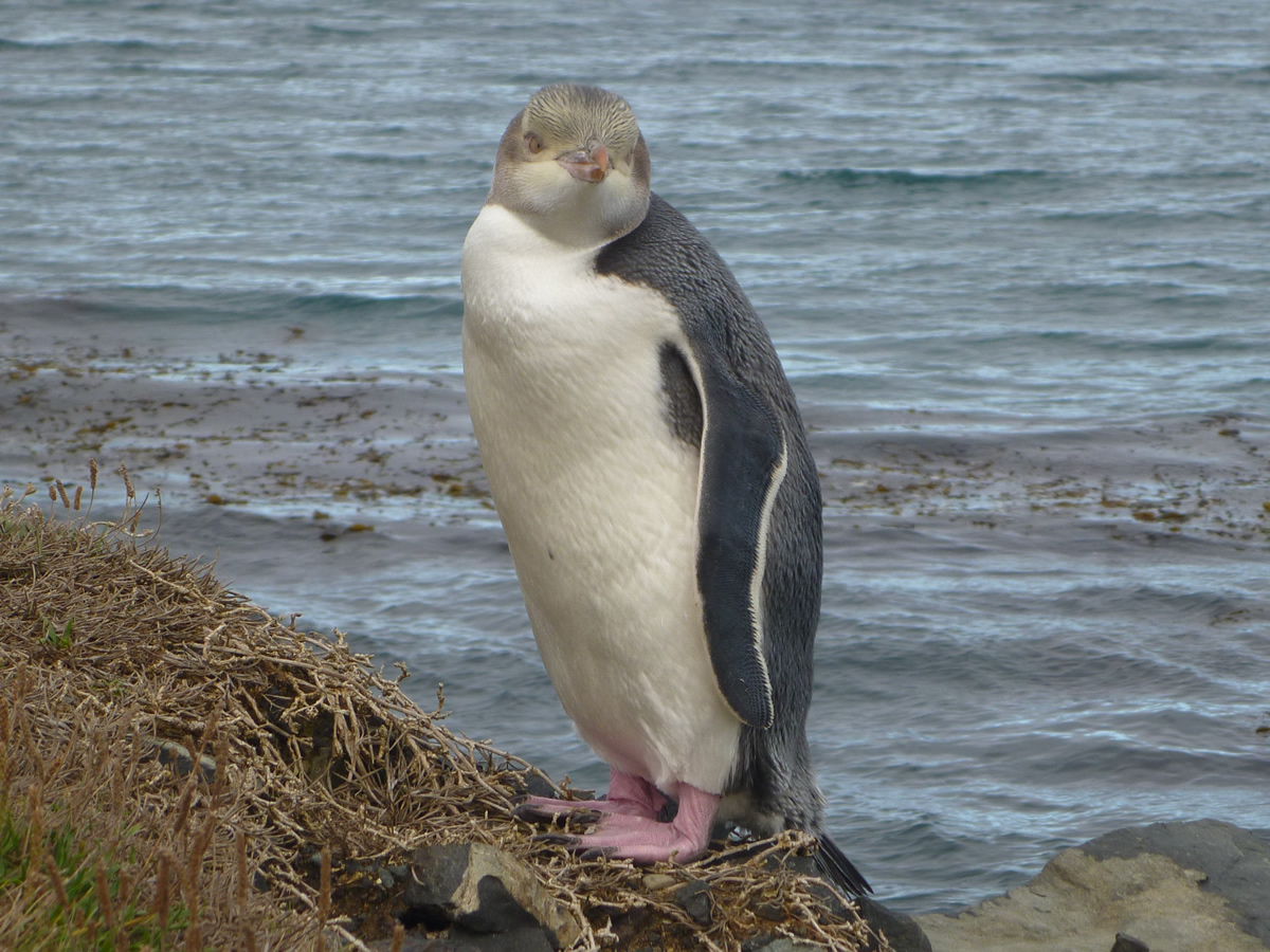 イエローアイド・ペンギン