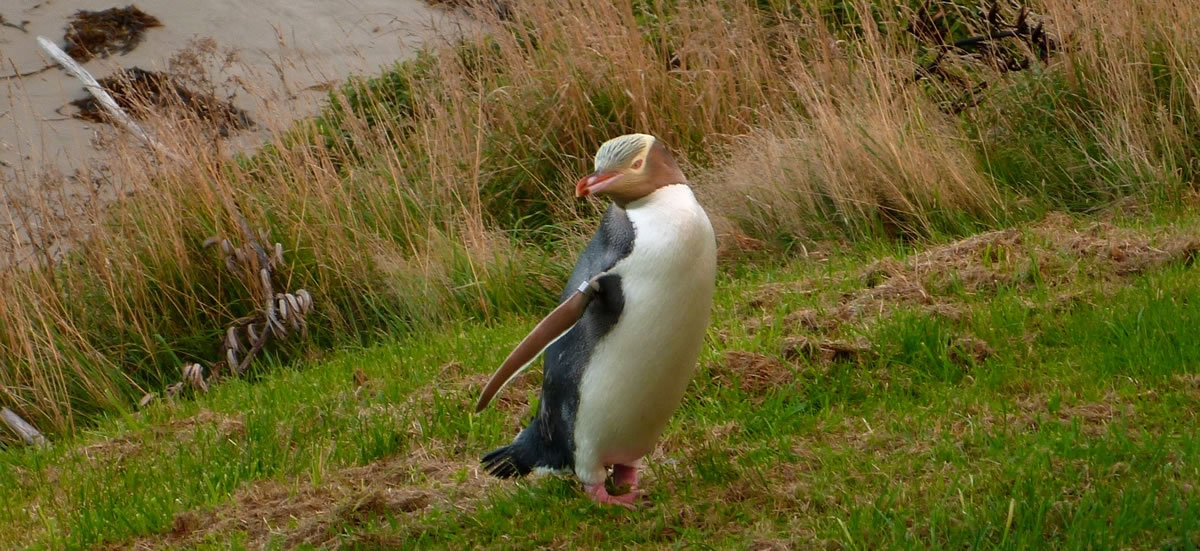 イエローアイド・ペンギン